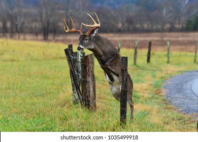 Buck jumping fence in Smoky Mountain National Park