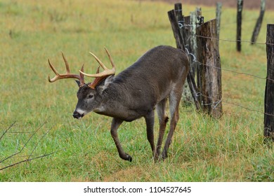 Buck Jumping Over Fence Cades Cove Stock Photo 1104527645 | Shutterstock