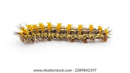 buck moth caterpillar- Hemileuca maia - Saturniidae, the giant silkworm family, poisonous hairs or spines are hollow and connected to poison glands isolated on white background. Side view