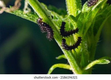 Buck Moth Caterpillars, Hemileuca maia, on a leaf. - Shutterstock ID 2186196321