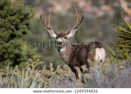 Buck Mule Deer in the desert outside of Las Vegas, Nevada.