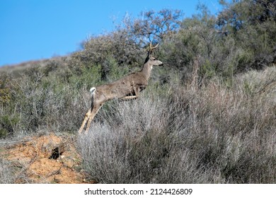 A Buck Mule Deer in the Dry California Hills with a Large Rack of Antlers Leaping over a Clump of Brush