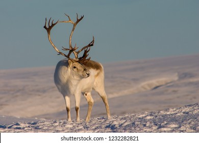 Buck Peary Caribou Standing In Snow.