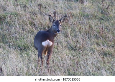 Buck Roe Deer On Holy Island, Northumberland, UK