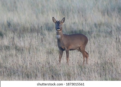 Buck Roe Deer On Holy Island, Northumberland, UK