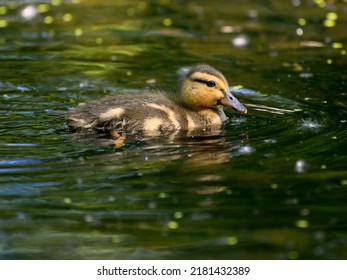 Buck Shot In Pond In Kent, Uk