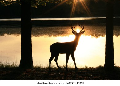 buck wallpaper images stock photos vectors shutterstock shutterstock