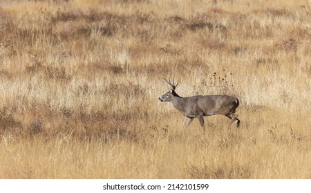 Buck Whitetail Deer During the Fall Rut in Colorado - Shutterstock ID 2142101599