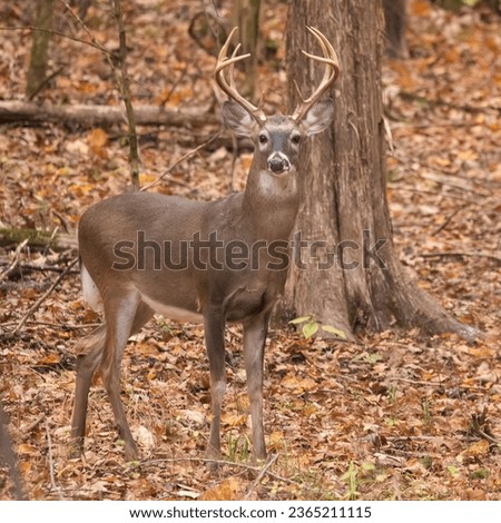 Buck in the woods on a fall day