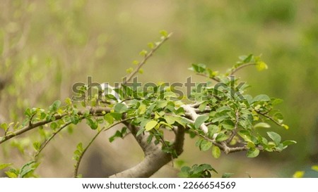 Buckbrush (ceanothus cuneatus), one type of plant that is often made into bonsai
