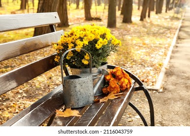 Bucket with beautiful Chrysanthemum flowers and watering can on bench in autumn park