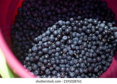 Bucket Of Blueberries In Finland