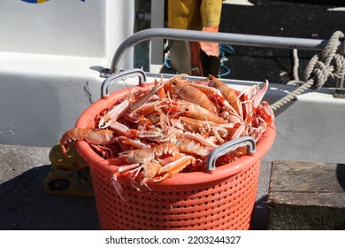 Bucket Of Crayfish Seafood Fishing