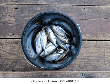 A bucket of fish caught in fishing village - Powered by Shutterstock