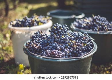 Bucket of grapes during the picking in the vineyard. The name of Cabernet Franc vine grapes in the crate at the harvest season, Hungary