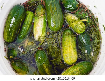 Bucket Of Large Half Sour Pickles In Dill Brine