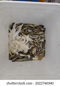 Bucket Of Minnow Fish For Bait. Pile Of Fish Bait In A Bucket. Top View Of A Bucket Full Of Minnow.