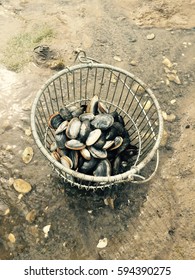 Bucket on the beach filled with clams and mussels