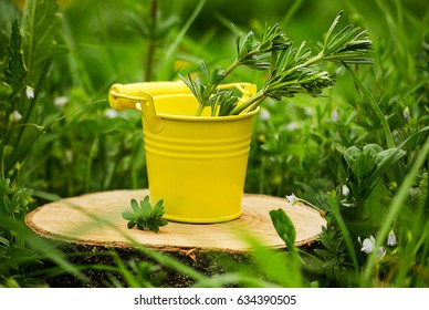 bucket, plant pots with objects in it with back background
