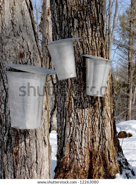 clipart of sugar maple trees being tapped with buckets