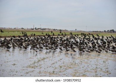 Buckeye, AZ. U.S.A. 2132021.  Arizona's Glossy Ibis.  First Seen In Arizona In 1981.