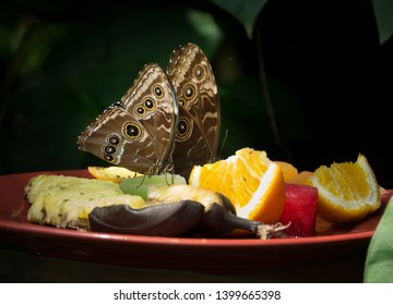 Buckeye Butterflies Nourishing Of Fruits. North Carolina Museum Of Life And Science  Durham NC. Butterfly House.