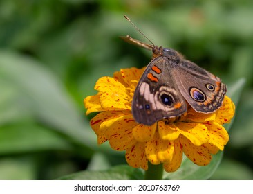 Buckeye Butterfly Close-up on flower with green background