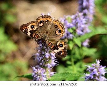 A Buckeye butterfly on Agastache