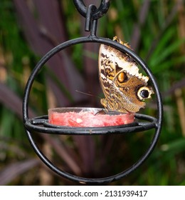 A buckeye butterfly on a feeder