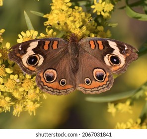Buckeye butterfly on flowering plant