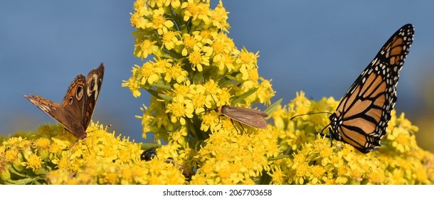 buckeye butterfly on a flowering plant