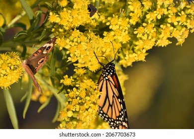 buckeye butterfly on a flowering plant