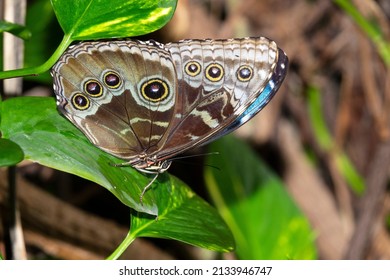 A Buckeye butterfly on a green leaf