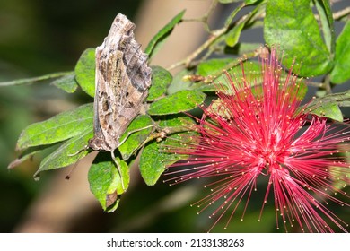 A Buckeye butterfly with a red flower