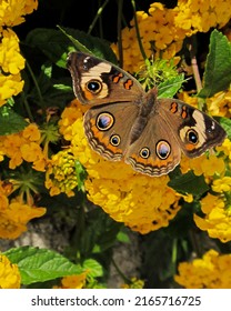 Buckeye butterfly taking a sip of nectar on yellow lantana