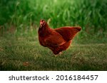 Buckeye chicken standing in the grass near a corn field