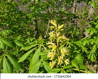 Buckeye Tree in Bloom in Springtime