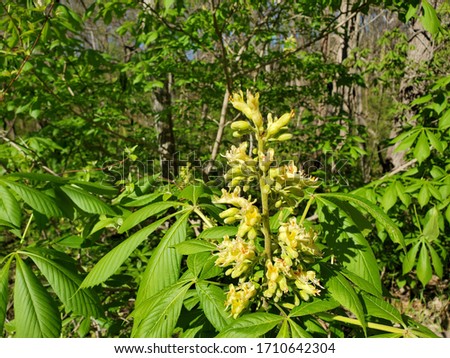 Buckeye Tree in Bloom in Springtime