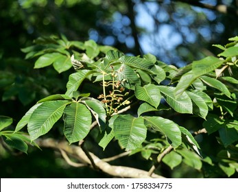 Buckeye Tree Leaves In Ohio