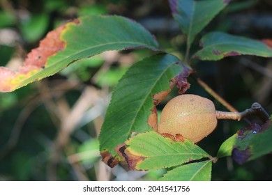 The Buckeye Tree Seed Pods In The Summer