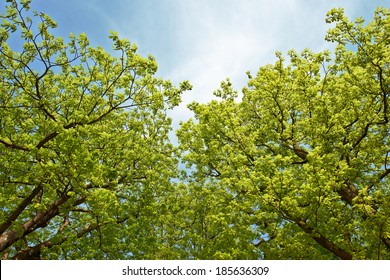 Buckeye Tree In Spring