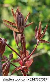 The Buckeye Tree In The Spring