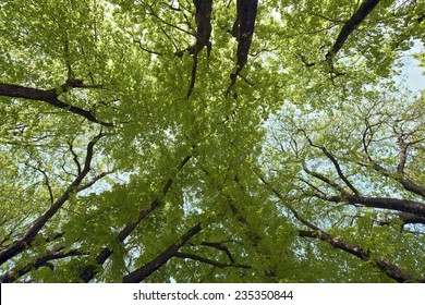 Buckeye Tree In Spring