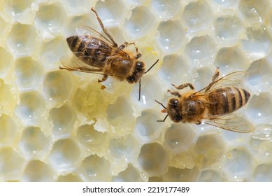 Buckfast Worker Honeybees on a honeycomb.   Dykesville, WI, USA