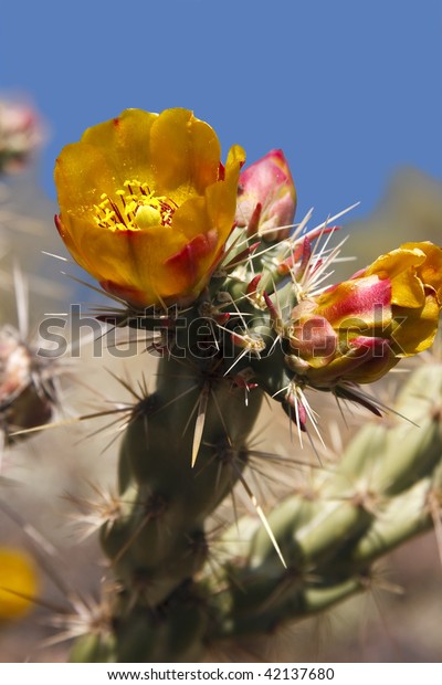 Buckhorn Cholla Cactus Full Bloom Stock Photo (Edit Now) 42137680