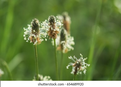 Buckhorn, Plantago Lanceolata