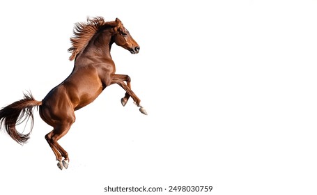 Bucking bronc bronco horse with mane and tail hair showing movement.  Front legs in air,  wild free attitude.  isolated on white background with copy space - Powered by Shutterstock