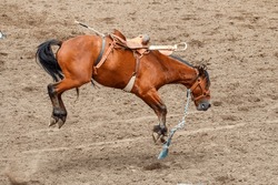 A Bucking Bronco Is Loose After Bucking Off Its Rider. The Horse Is Brown And Has A Blue And White Rope Hanging From Its Neck. It Is Running On Dirt In An Arena