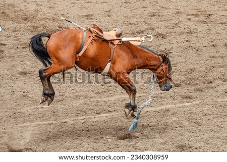 A bucking bronco is loose after bucking off its rider. The horse is brown and has a blue and white rope hanging from its neck. It is running on dirt in an arena