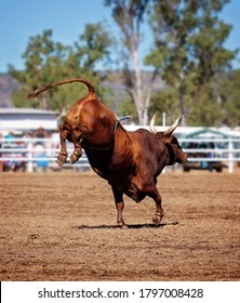 A bucking bull at a country rodeo